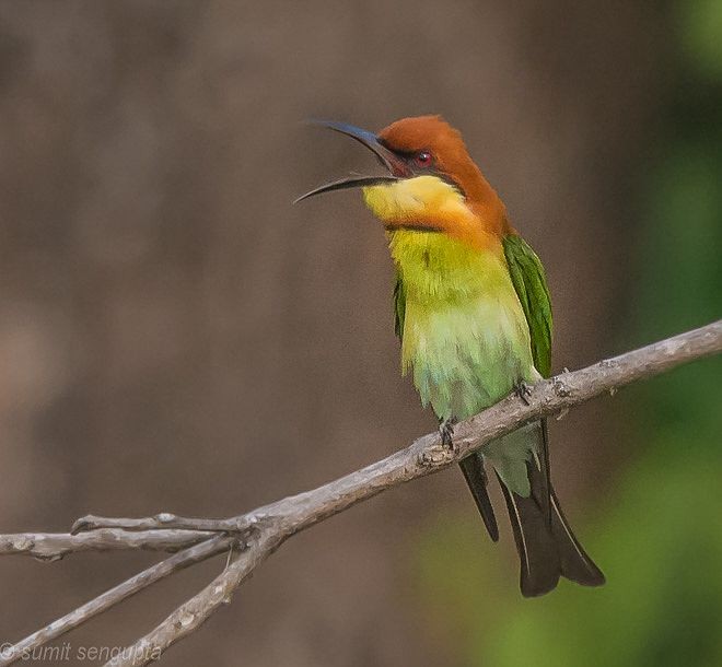 Chestnut-headed Bee-eater - Sumit  Sengupta