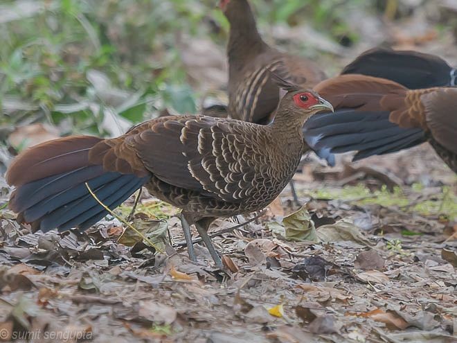 Kalij Pheasant - Sumit  Sengupta