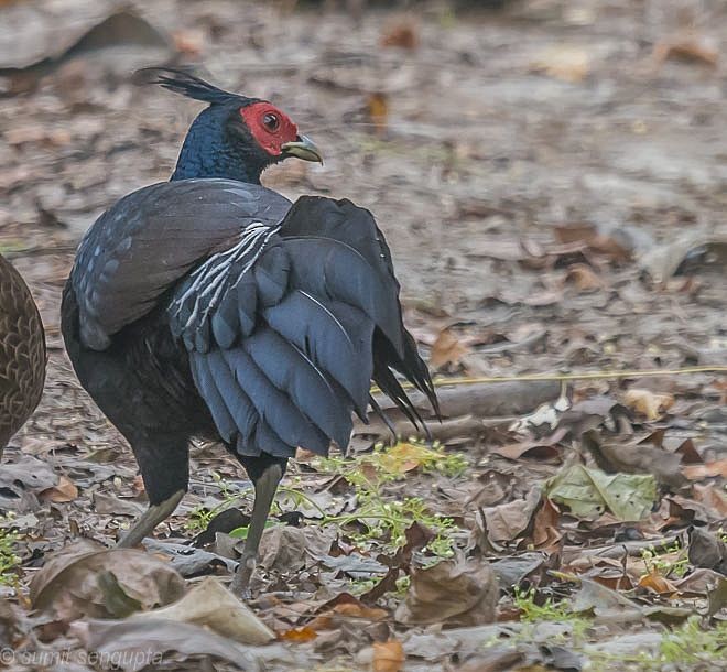 Kalij Pheasant - ML379285131