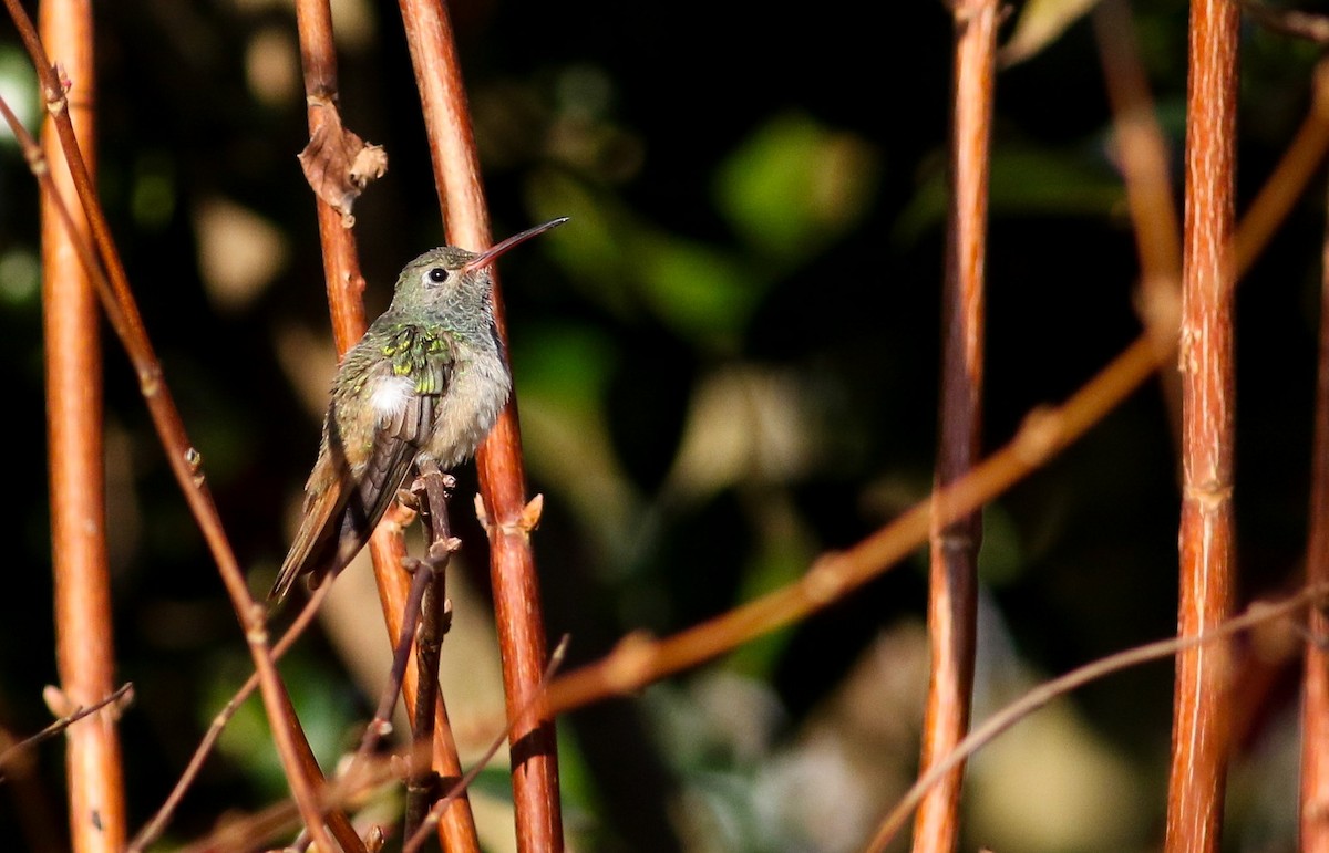 Buff-bellied Hummingbird - ML379285311