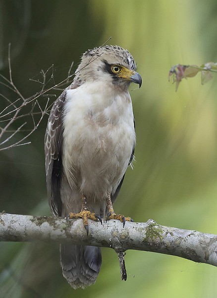 Nicobar Serpent-Eagle - ML379285321