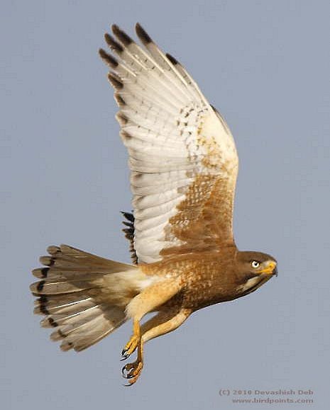 White-eyed Buzzard - ML379285611