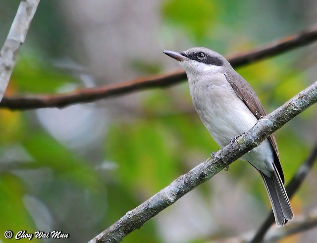 Large Woodshrike - ML379285661