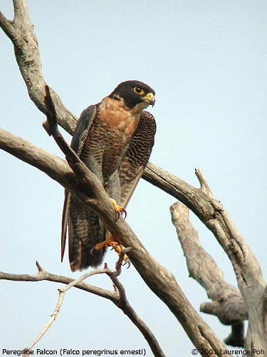 Peregrine Falcon (Indo-Pacific) - ML379285741