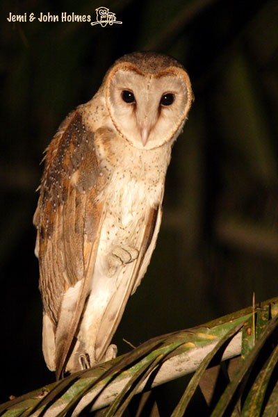 Barn Owl (Eastern) - ML379285891