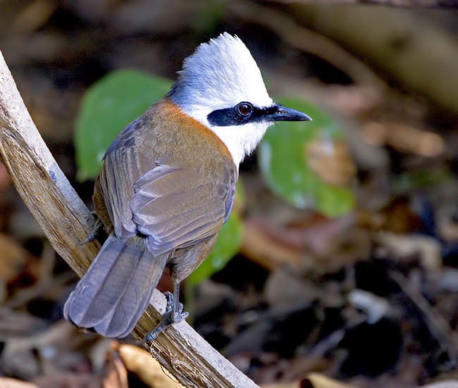 White-crested Laughingthrush - ML379286121