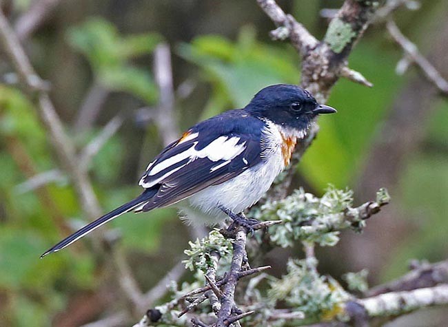 White-bellied Minivet - ML379286141