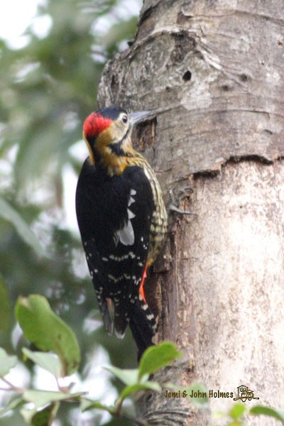 Darjeeling Woodpecker - ML379286671