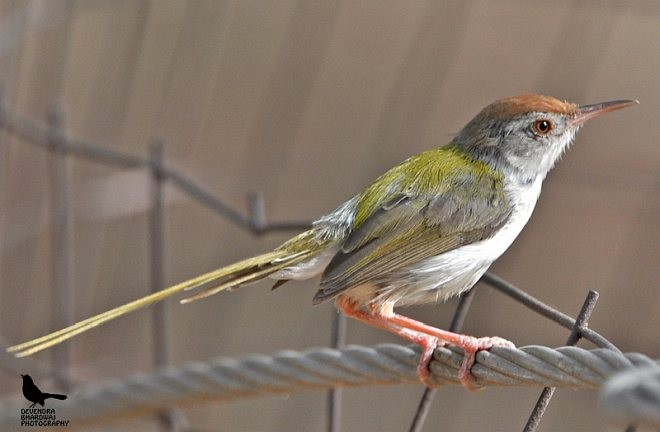 Common Tailorbird - ML379286991