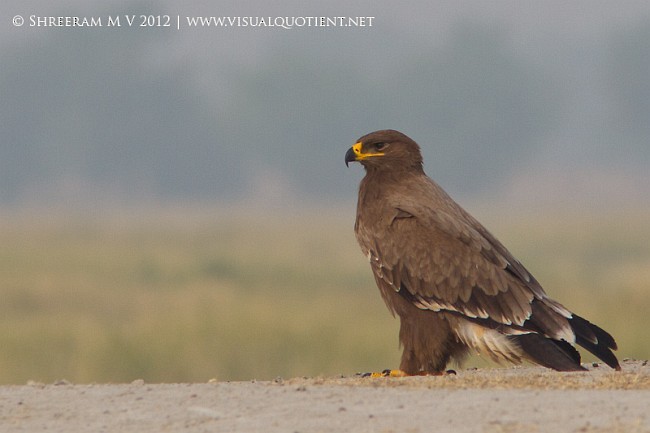 Steppe Eagle - ML379287121