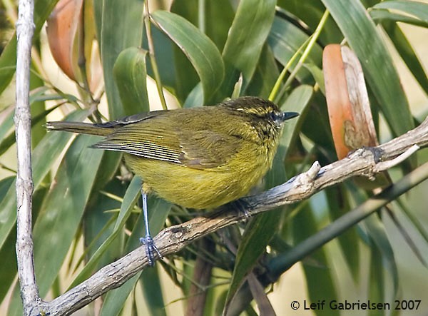 Negros Leaf Warbler - ML379287441