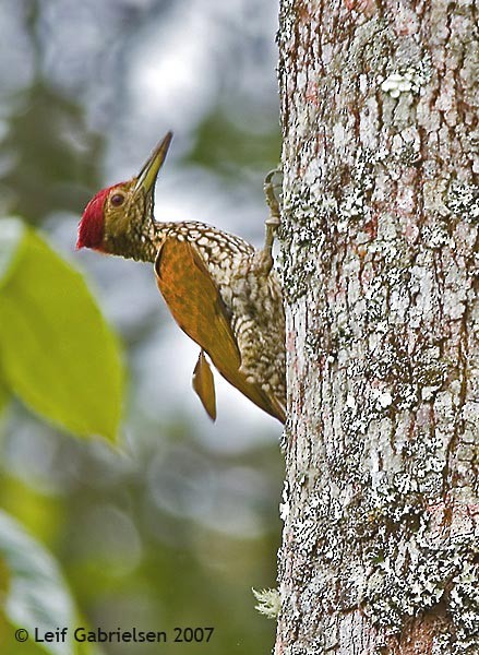 Buff-spotted Flameback - ML379287491