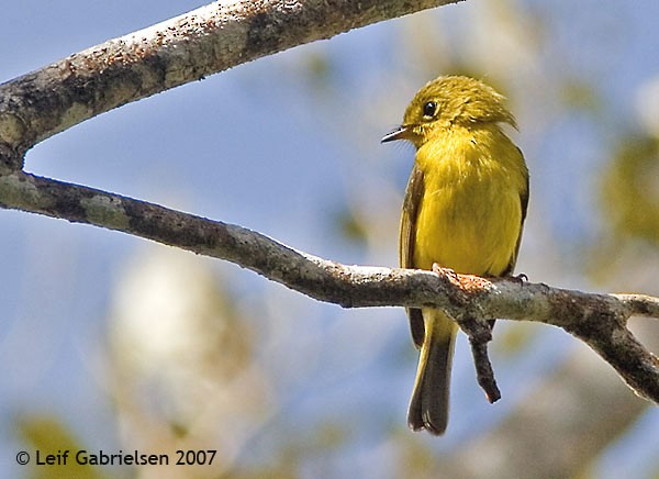 Citrine Canary-Flycatcher - ML379287501