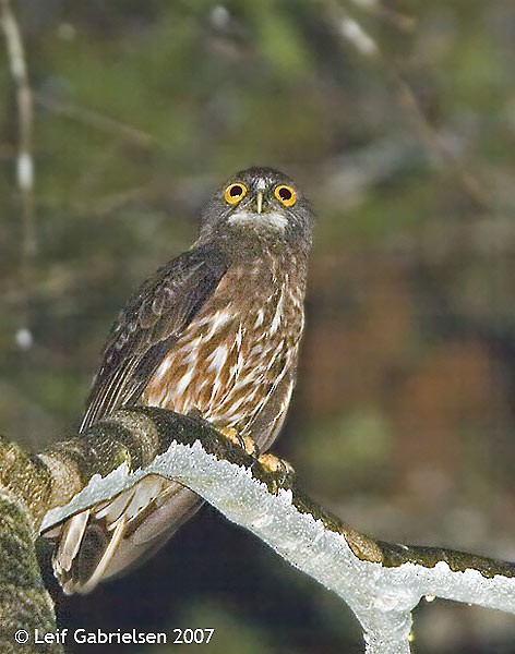 Chocolate Boobook - ML379287511