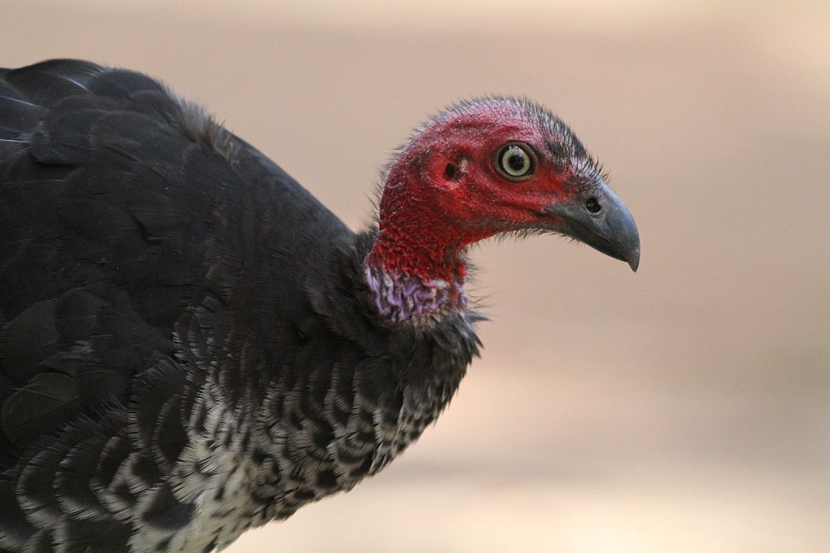 Australian Brushturkey - ML37928791