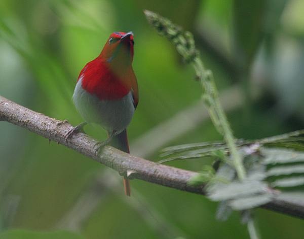 Temminck's Sunbird - Janos  Olah