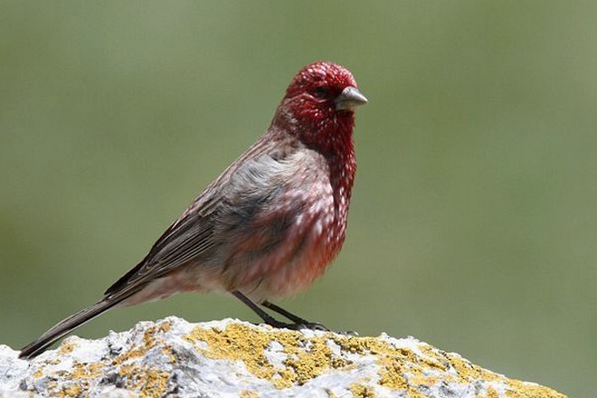 Streaked Rosefinch - ML379288271