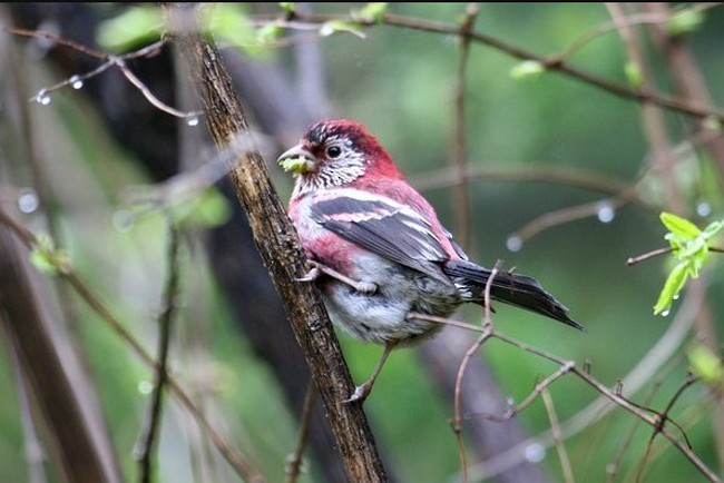 Three-banded Rosefinch - ML379288571