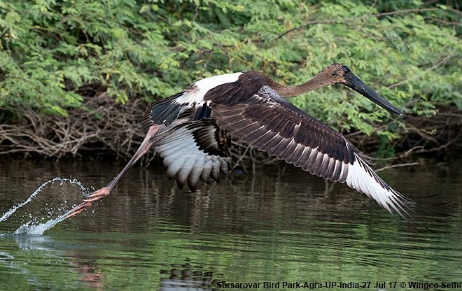 Black-necked Stork - Wg Cdr Vijay K Sethi