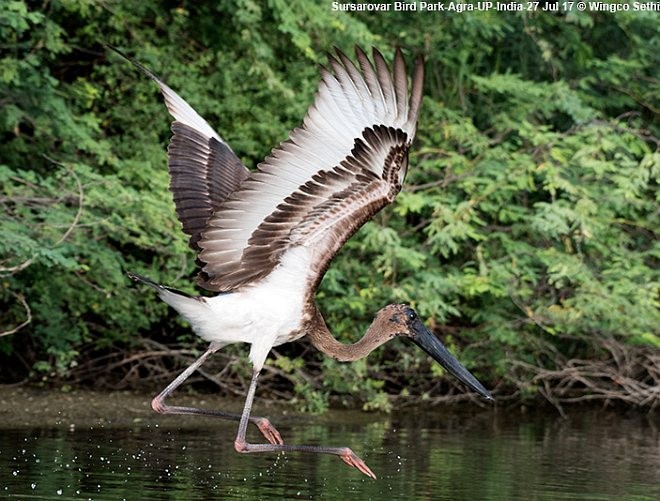 Black-necked Stork - Wg Cdr Vijay K Sethi