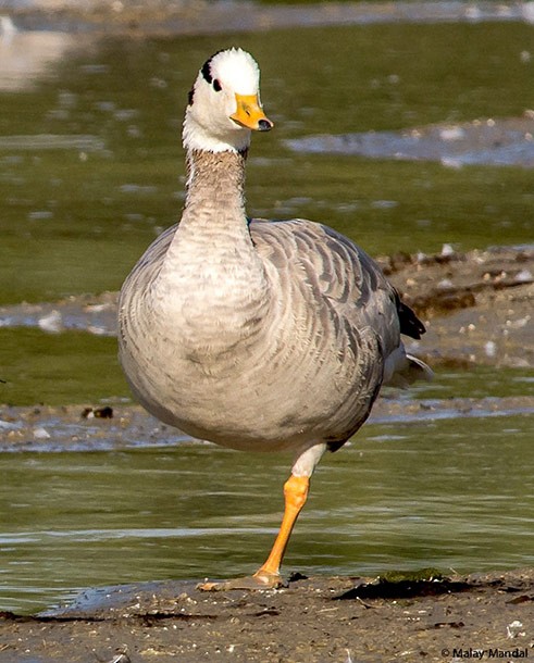 אווז הודי - ML379289141