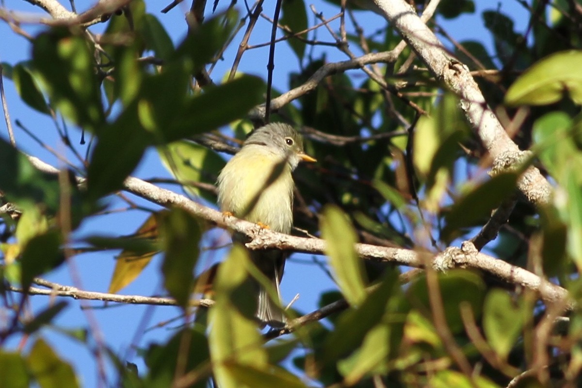 Yellow-legged Flyrobin - ML37928921