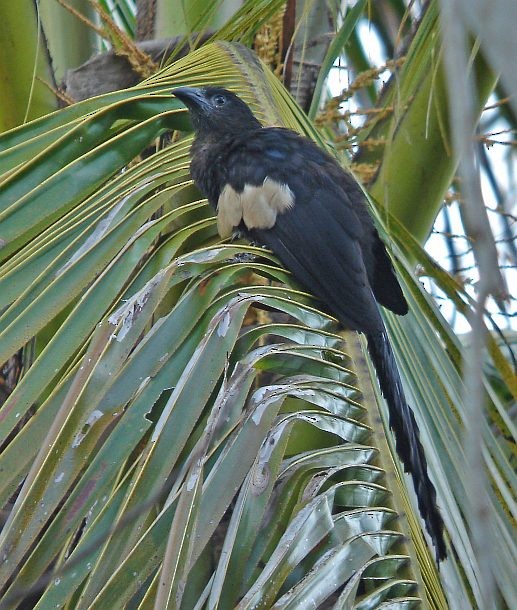 Goliath Coucal - ML379289261