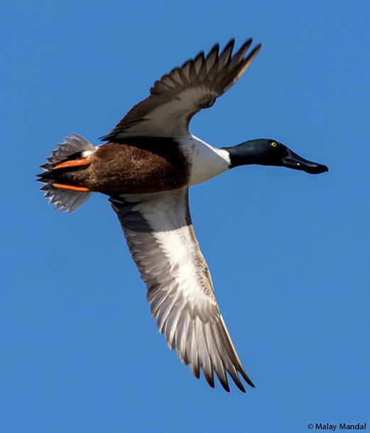 מרית צפונית - ML379289331