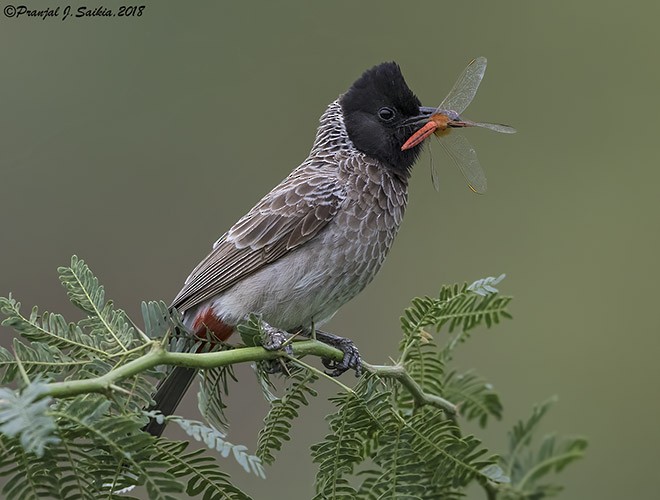 Red-vented Bulbul - ML379289471