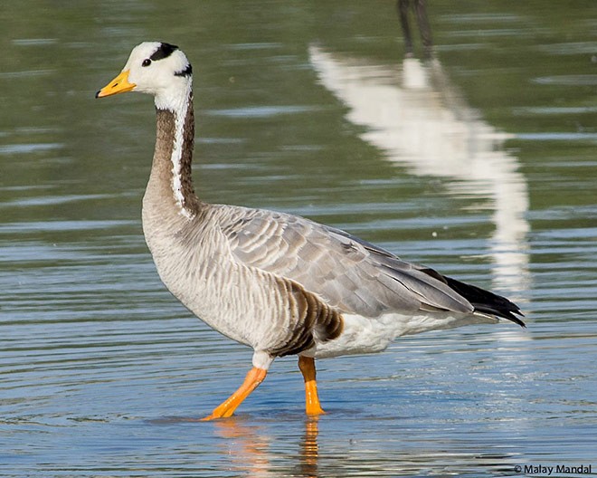 אווז הודי - ML379289781