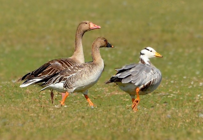 Tundra Bean-Goose - ML379289911