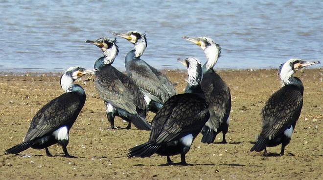 Kormoran (sinensis/hanedae) - ML379289941