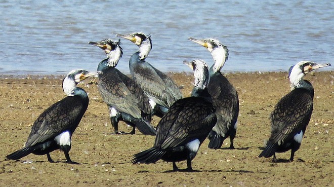 Grand Cormoran (sinensis/hanedae) - ML379289941