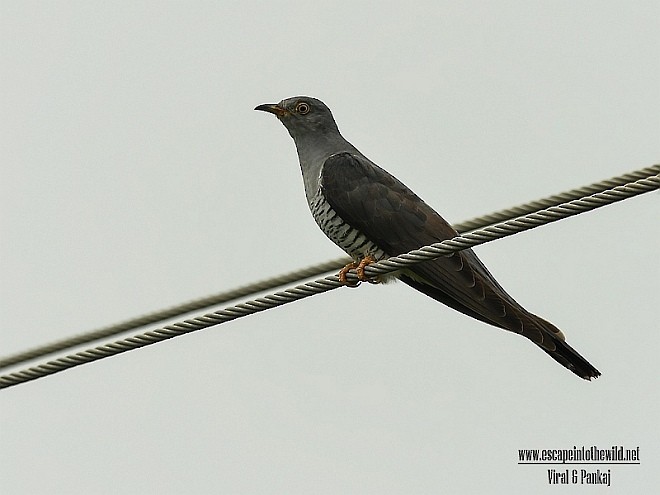 Common Cuckoo - Pankaj Maheria