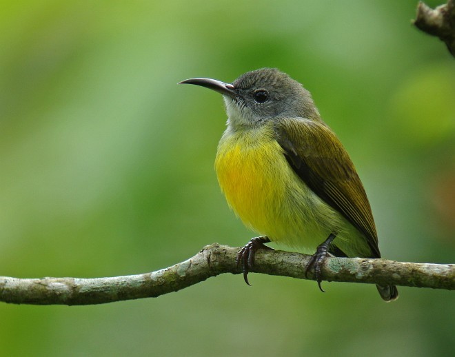 Maroon-naped Sunbird - ML379290121