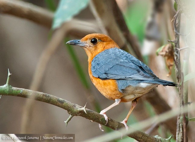 Orange-headed Thrush (Plain-winged) - Rajneesh Suvarna