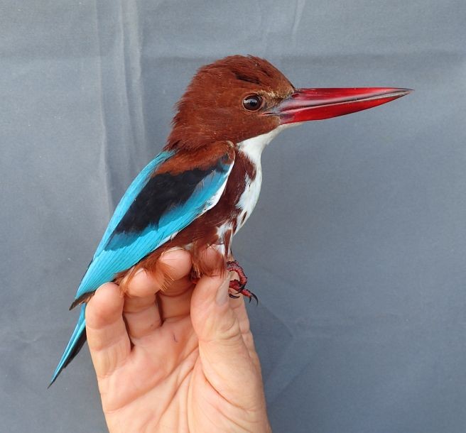 White-throated Kingfisher - ML379290521