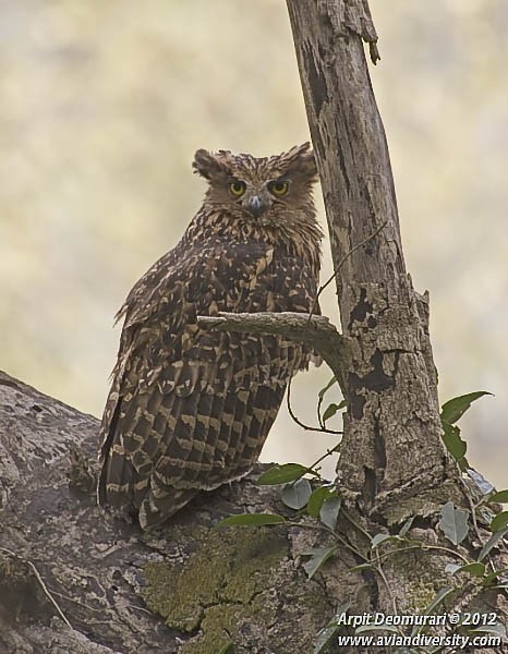 Tawny Fish-Owl - Arpit Deomurari