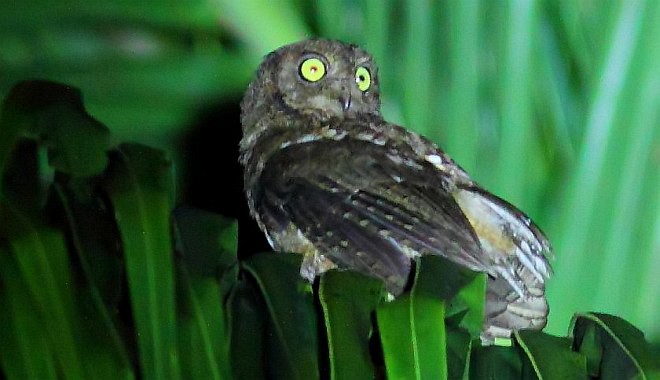 Nicobar Scops-Owl - ML379290801