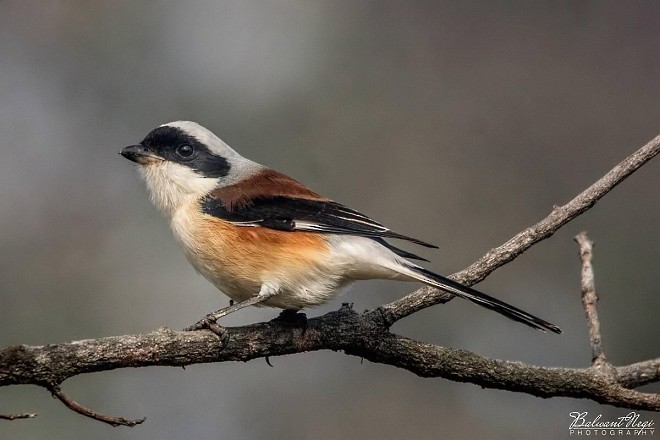 Bay-backed Shrike - ML379291051