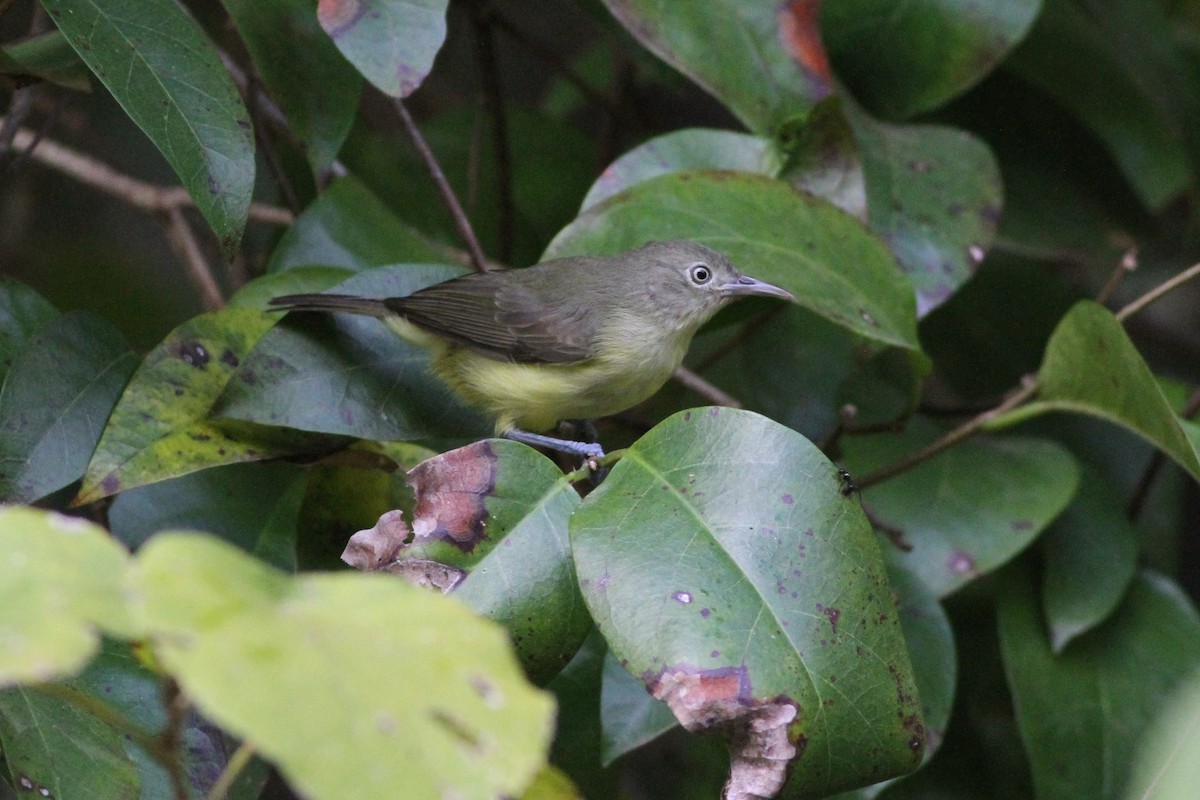 Green-backed Honeyeater - Chris Wiley