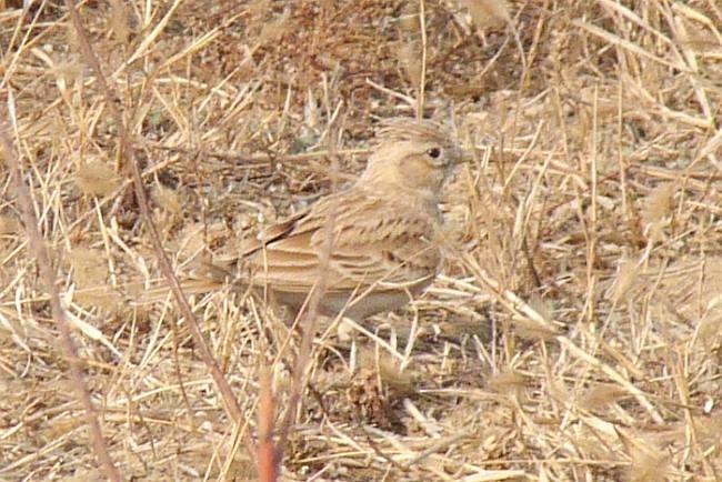 Asian Short-toed Lark - Brian M Ivon Jones