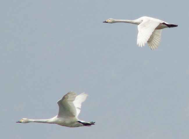 Tundra Swan (Bewick's) - ML379293191