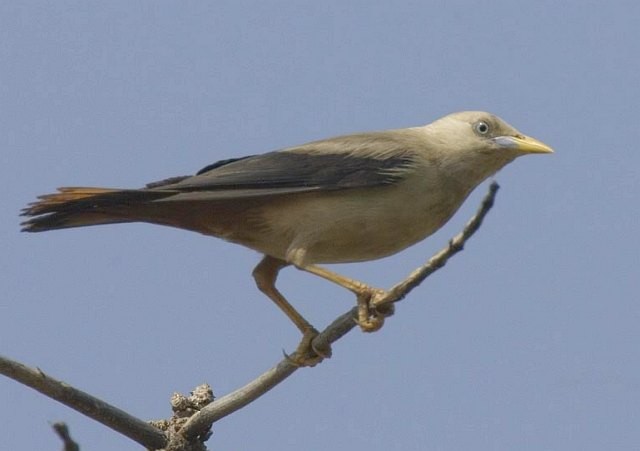 White-headed Starling - ML379293371