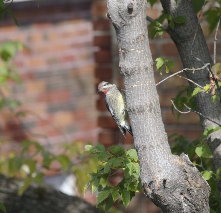 Yellow-bellied Sapsucker - ML379293781