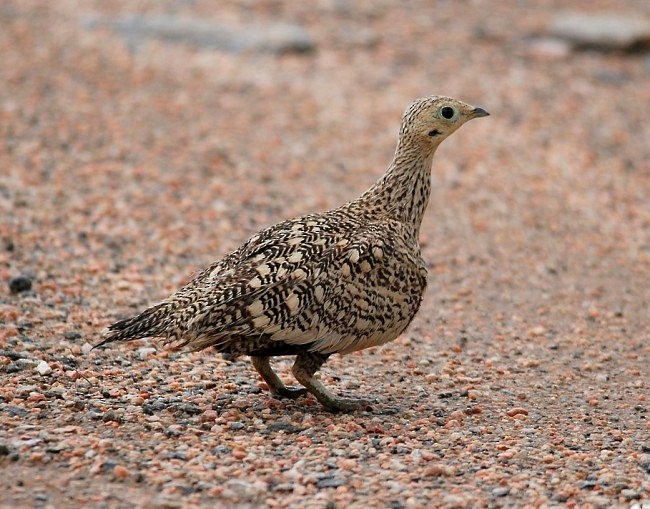 Chestnut-bellied Sandgrouse (Asian) - ML379293941