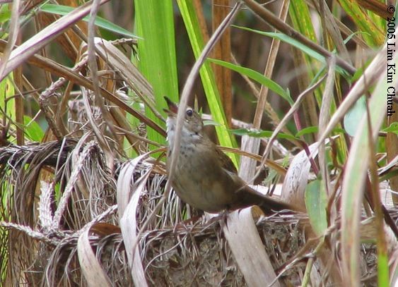 Dalat Bush Warbler - ML379294121