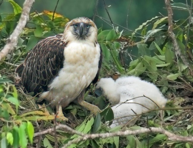 Philippine Eagle - ML379295531