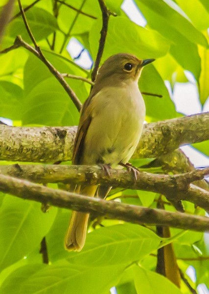 Pale Blue Flycatcher (Unicolored) - ML379296211