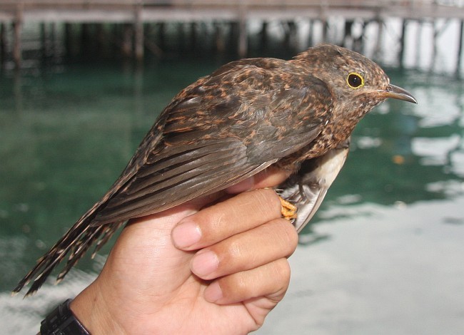 Maluku Guguğu - ML379296991